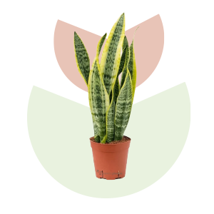 lengua de suegra (2)